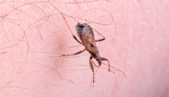 Mosquito de propagador de doença de chagas